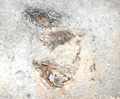 ʼ26گ顰ͳһ⡱